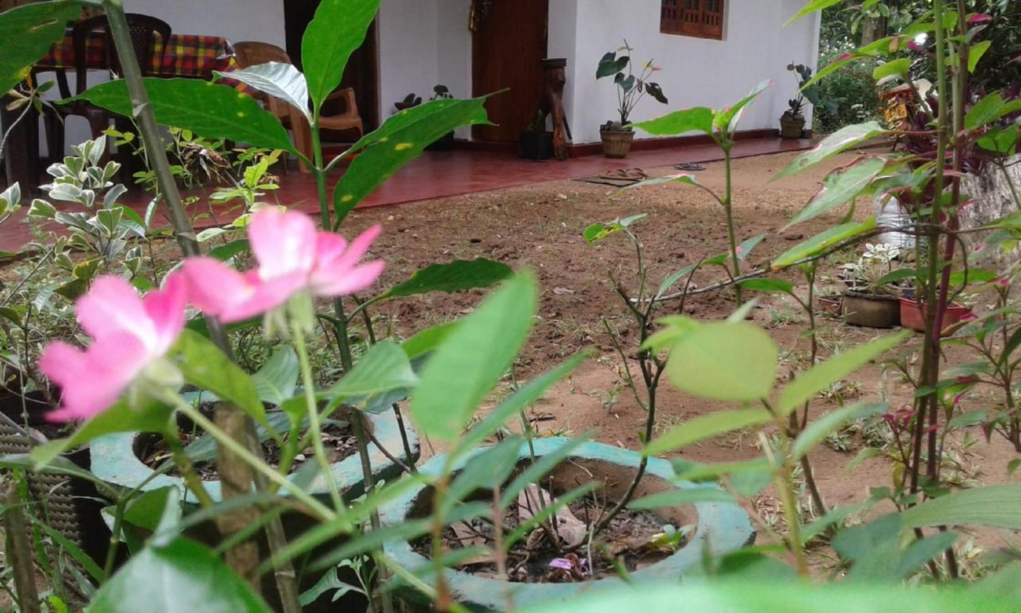 Winstar Homestay Sigirija Zewnętrze zdjęcie