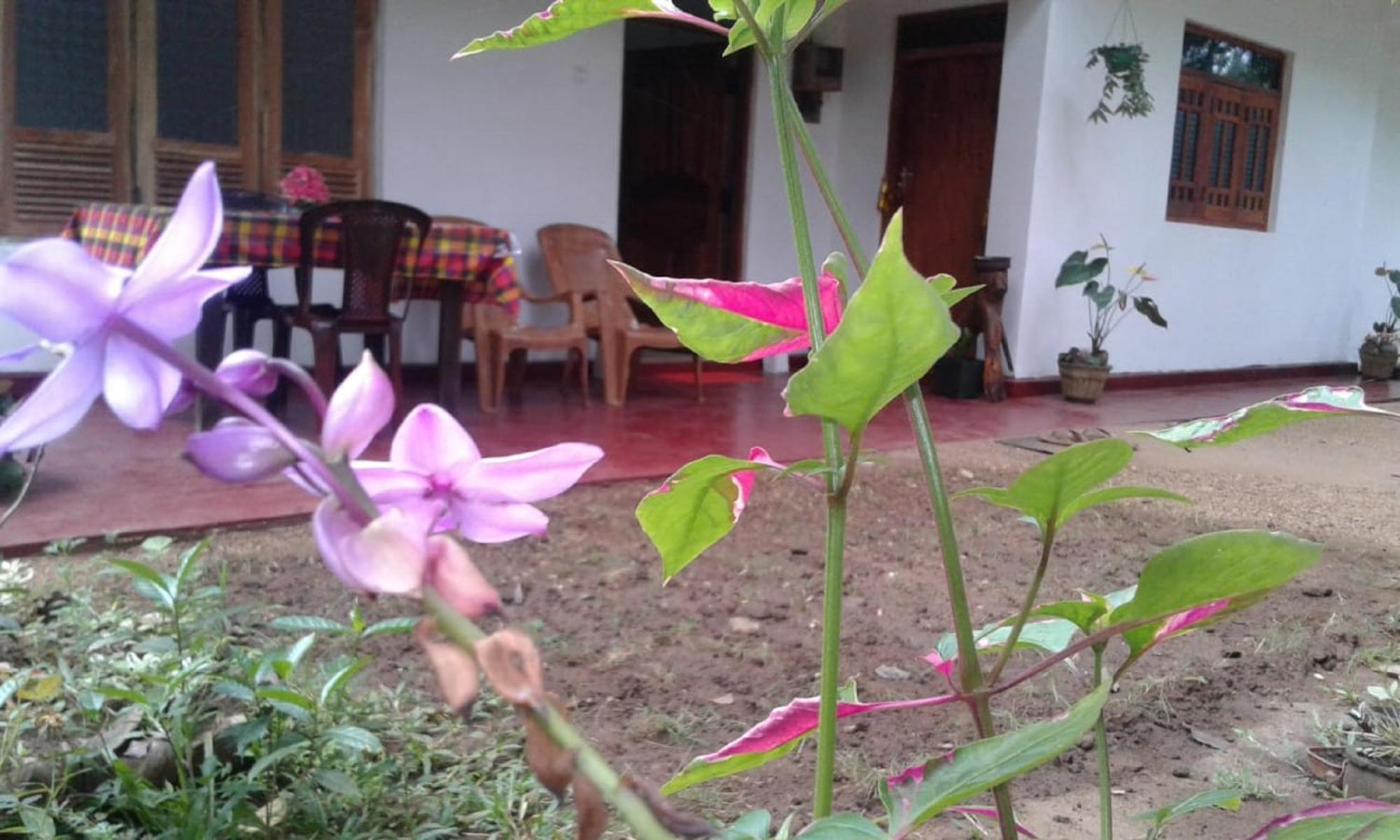 Winstar Homestay Sigirija Zewnętrze zdjęcie
