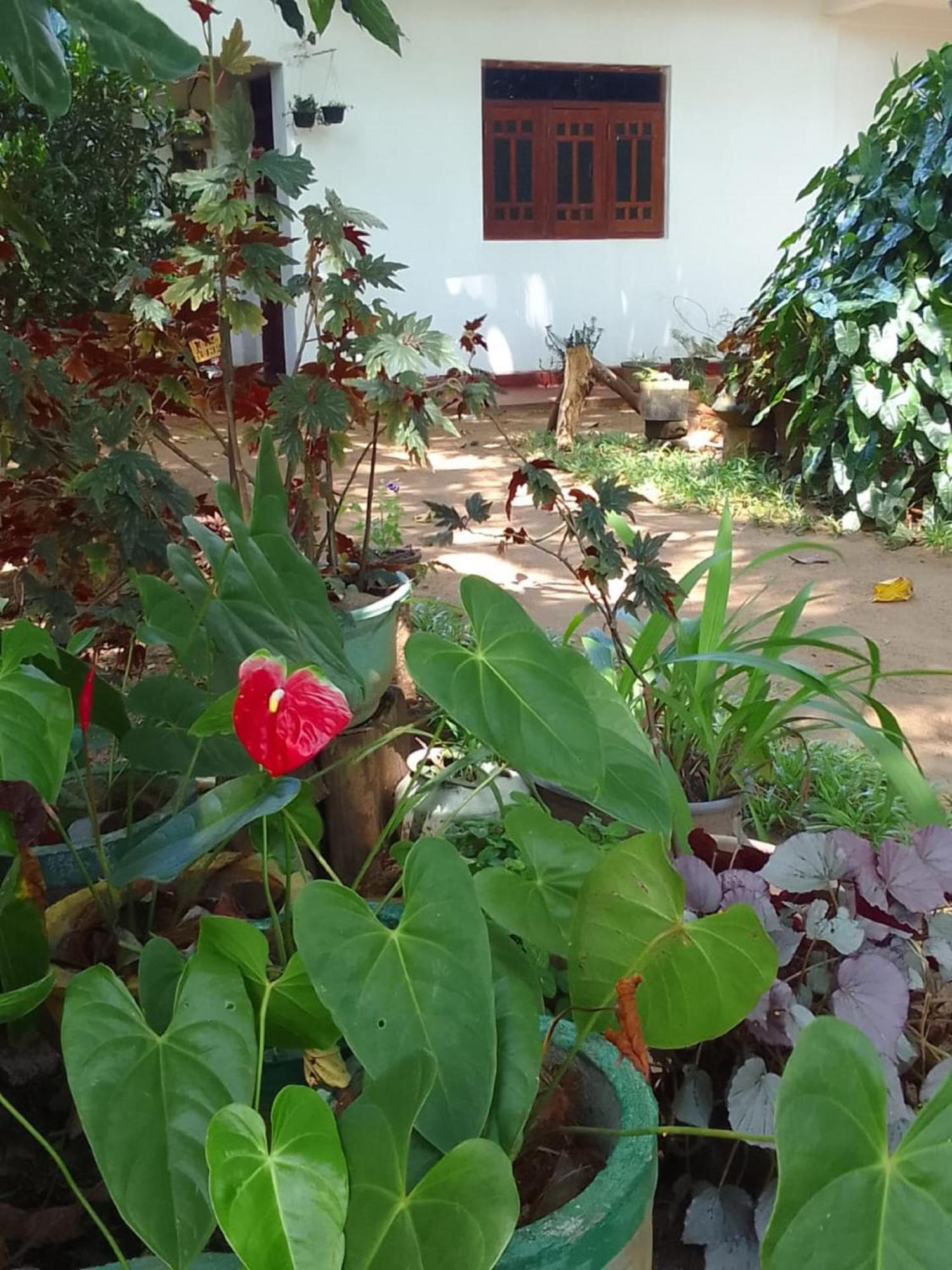 Winstar Homestay Sigirija Zewnętrze zdjęcie